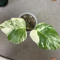美希少モンステラボルシギアナオーレア（黄斑）茎伏せ鉢植え発送