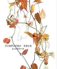 ぽるぽる様 リクエスト 2点 まとめ商品