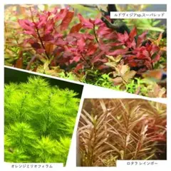 水草５種セット(ただ今計５２本)のサムネイル