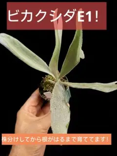 ビカクシダ E1のサムネイル
