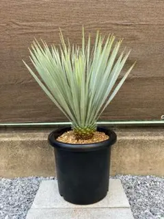 早いもの勝ち ユッカ ロストラータ め - メルカリ