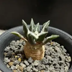 まさ様 リクエスト 3点 まとめ商品