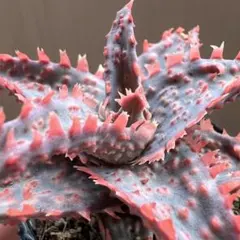 2026年最新】ロウルサンコ 実生の人気アイテム - メルカリ