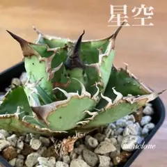アガベ　イタリアメリクロン AGAVE TITANOTA イタリアメリクロン AGAVE TITANOTA イタリア