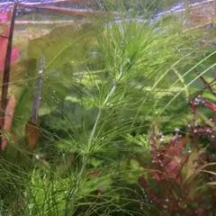 2025年最新】ホシクサの人気アイテム - メルカリ