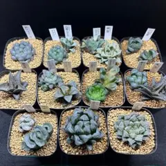 ハオルチア１６苗セット　⑩