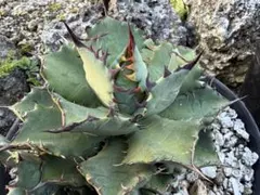 w*e様 クリポタ×ホリダhidden agave ハイブリッドアガベ カレイド
