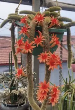 多肉植物 花サボテン 金紐シリーズ 二色 - メルカリ