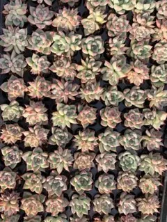 Top【選抜株】 多肉植物 25732リトルコンチ 105個 プラグトレー苗