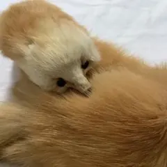 リアルファー　テン　マフラー　ぬいぐるみ　顔付き　ゴールド色