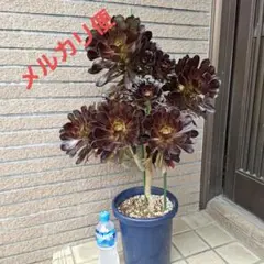 ①①黒法師。観葉植物、真っ黒法師。多肉植物　アエオニウムのサムネイル