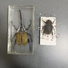 特大ペア】幻のクワガタマルカメムシ 標本とんでもない甲虫 BRUTUS珍奇