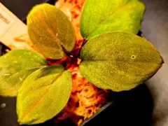 2026年最新】ホマロメナ Homalomenaの人気アイテム - メルカリ