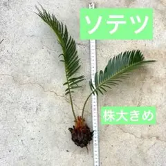 2026年最新】蘇鉄 子株の人気アイテム - メルカリ