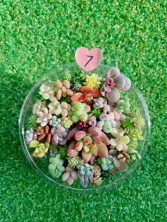 ☆多肉植物　セダムカット苗詰め合わせ⑦