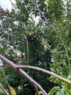 ななちゃん様専用　ザクロ