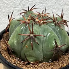 2025年最新】花王丸の人気アイテム - メルカリ