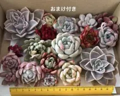 ナ*波様 多肉植物 寄せ植え 多肉弁当 詰め合わせ エケベリア おまけ付き
