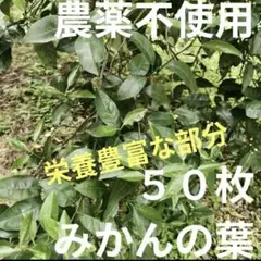 【スピード発送】【農薬不使用】みかんの葉 栄養豊富な古葉 50枚 * ❾