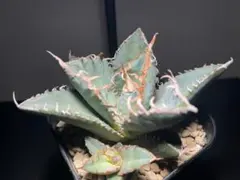 2025年最新】アガベ悪魔くんの人気アイテム - メルカリ