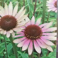 2026年最新】花の種の人気アイテム - メルカリ
