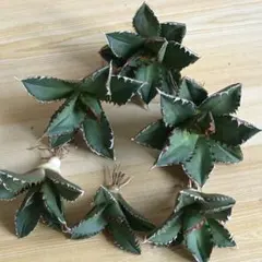 アガベ　チタノタ　狼人　陽炎　ワイルド　　良株　大株 アガベ チタノタ 狼人 陽炎 ワイルド 良株 大株 アガベ