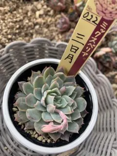 2026年最新】ミックスベリアの人気アイテム - メルカリ