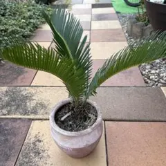 ソテツ葉.メルカリ便.25日まで.本日お値下げ. ソテツ葉.メルカリ便.25日まで.本日お値下げ. ソテツ葉.メルカリ便.25