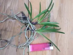 ジャスミン様 リクエスト 2点 まとめ商品