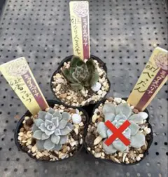 ミックスベリア　おらいさん苗　３品種　抜き苗セット　多肉植物