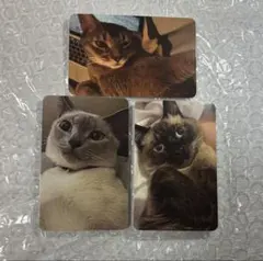 WayV NCT テン STUNNER snack pack 3Lトレカセット