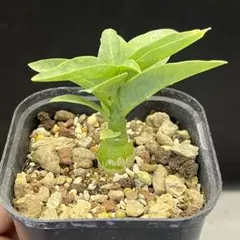 R22Adenia pechuelii アデニア ペチュエリー塊根植物 - メルカリ