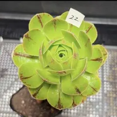23#観葉植物 アエオニウム錦❤️グリ一ンファイア一錦❤️碧火❤3頭