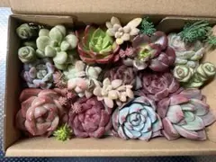 多肉植物　エケベリア　寄せ植えセット　多肉弁当