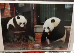 2026年最新】恩賜上野動物園の人気アイテム - メルカリ