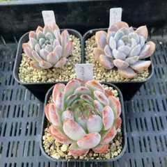 ハナ様 リクエスト 2点 まとめ商品