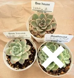 2026年最新】bee house 多肉の人気アイテム - メルカリ