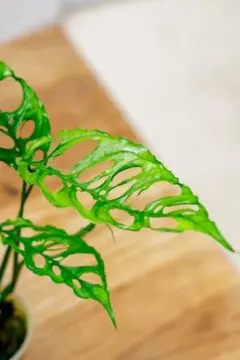 syu様 リクエスト 5点 まとめ商品