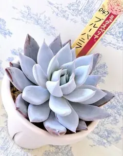 ㊺大きめ苗! 青鬼❣️祭囃子❣️紫紺❣️三日月❣️6苗メルカリ