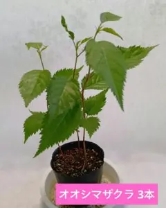 ポットごとヤマト便243】ヤマアジサイ 幼苗 天使のえくぼ 山紫陽花