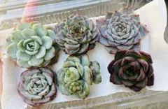 6苗セット　多肉植物　エケベリア　韓国苗　カット苗　寄せ植えセット　多肉弁当