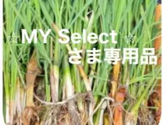2026年最新】マコモダケ 苗の人気アイテム - メルカリ