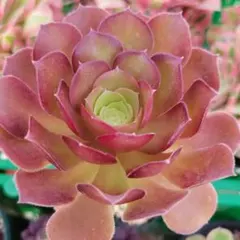 ポポロン♪様 リクエスト 2点 まとめ商品