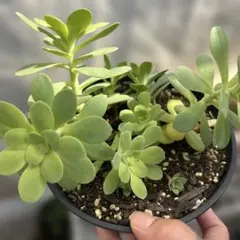 多肉植物♡ペンデンス（抜き苗） - メルカリ