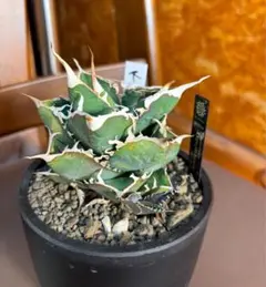 2025年最新】ディアボロビアンコの人気アイテム - メルカリ