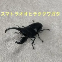 2026年最新】ヒラタクワガタ 標本の人気アイテム - メルカリ