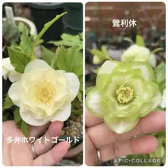 2026年最新】曽田園芸の人気アイテム - メルカリ