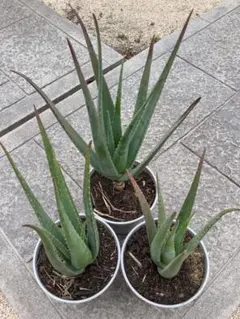 アロエベラ苗（大中）5苗セット【現品】