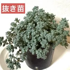 多肉　寄せ植え　抜き苗　ダシフィルム　★ ちまちま寄せ　カット　多肉植物のサムネイル