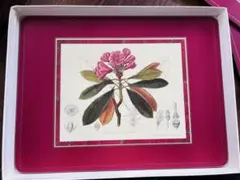 2025年最新】ピンパーネル マットの人気アイテム - メルカリ